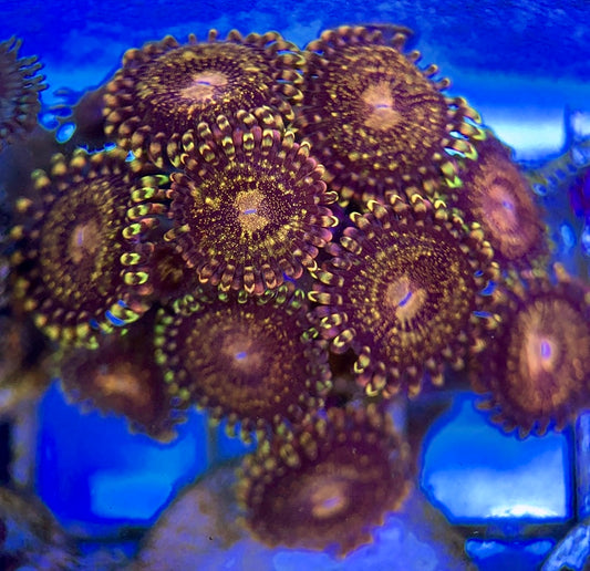 Zoas/Paly ZP060601 WYSIWYG