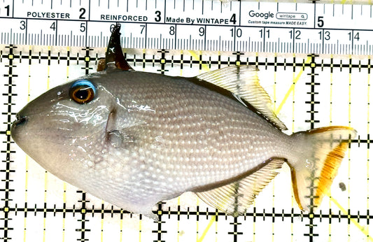 Female Blue Throat Triggerfish (Reefsafe) FBTT050501 WYSIWYG Size: L 4.5" approx