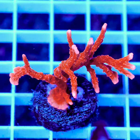 Indo Ultra Manila Spy Montipora Frag Mother Colony IUMSMFMC072201 WYSIWYG