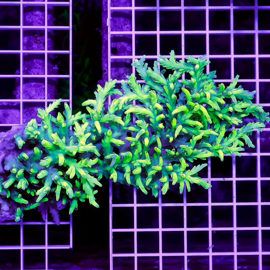 Ultra Hot Australian Acropora Mother Colony UHAAMC072205 WYSIWYG