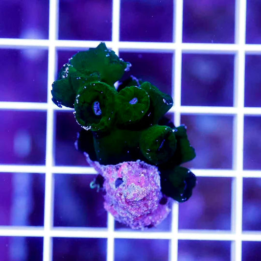 Ultra Aussie Black Tubastrea Mother Colony UABTMC072202 WYSIWYG