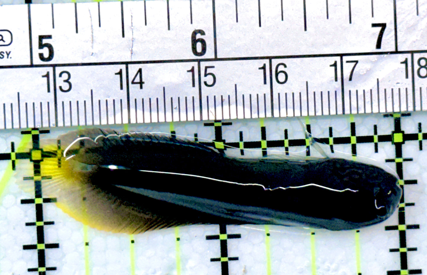 Goldentail Combtooth Blenny GCB041201 WYSIWYG Size: 2"
