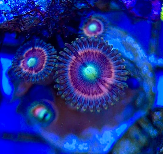 Zoas/Paly ZP060602 WYSIWYG