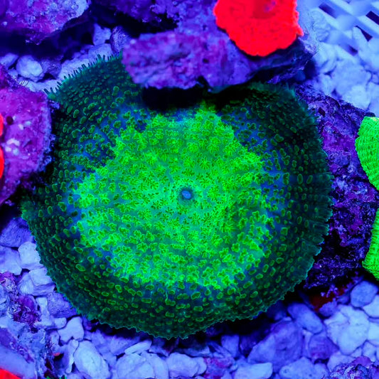 West Aussie Kryptonite Mushroom Mother Colony WAKMMC072201 WYSIWYG