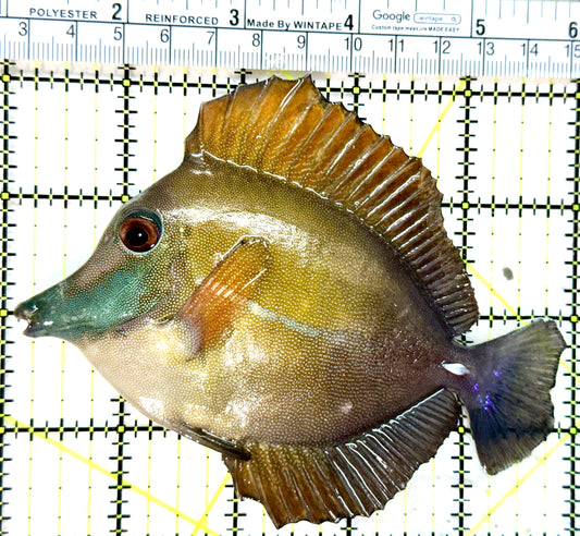 Rare Koi Scopas Tang RKST050501 WYSIWYG Size: XL 5" approx