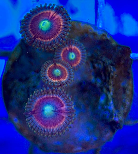 Zoas/Paly ZP060603 WYSIWYG