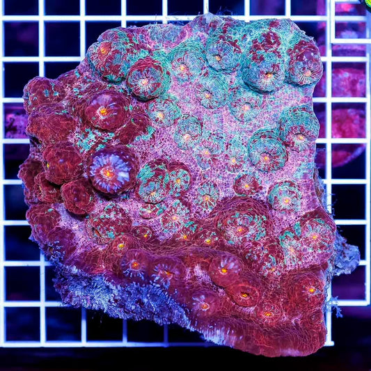 Ultra Aussie Echinophyllia Mother Colony UAEMC072201 WYSIWYG