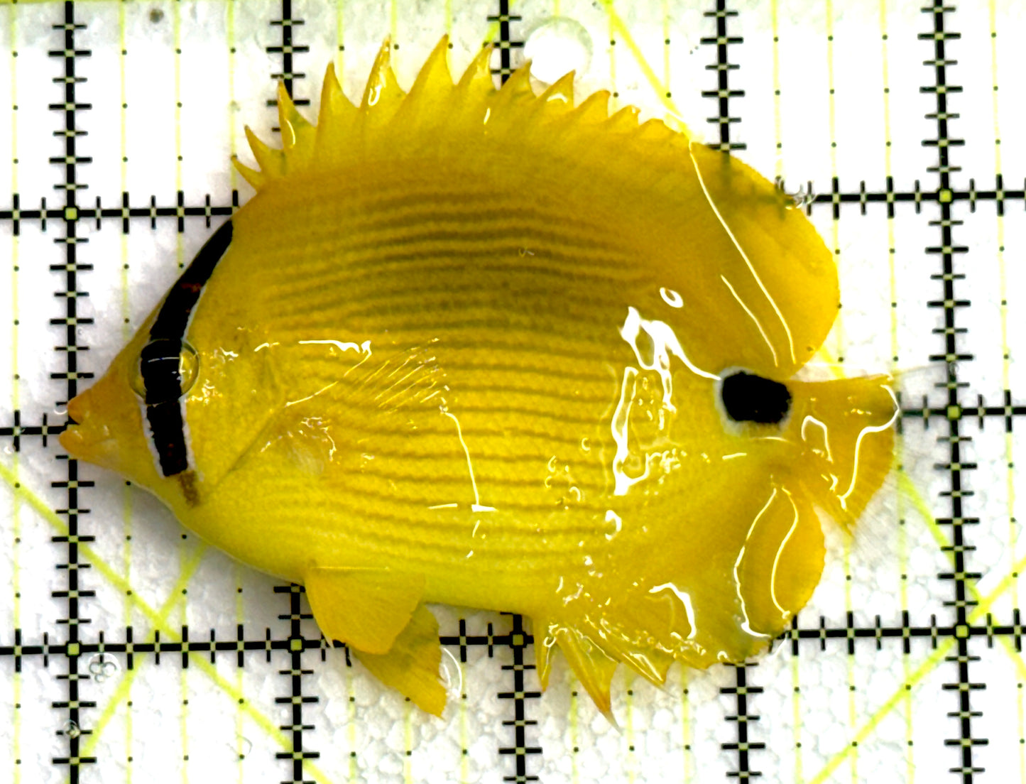 Bluespot Plebius Butterflyfish BPB062401 WYSIWYG Size: M 4" approx