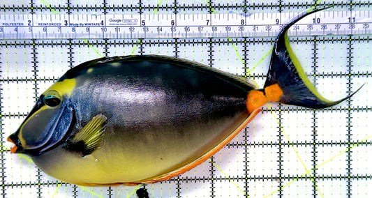 Naso Tang NT041201 WYSIWYG Size: XXXL/Show Streamers 10.5"
