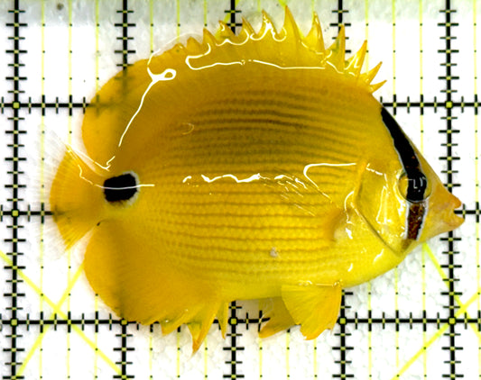 Bluespot Plebius Butterflyfish BPB062401 WYSIWYG Size: M 4" approx