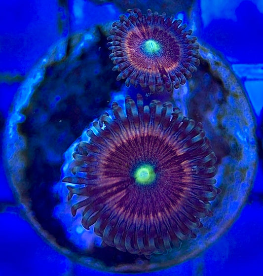 Zoas/Paly ZP060604 WYSIWYG