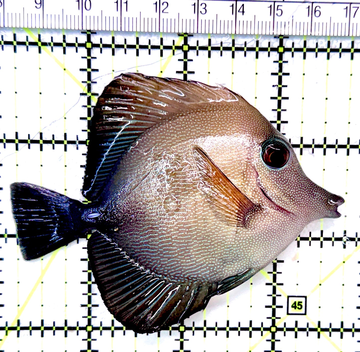 Scopas Tang ST041201 WYSIWYG Size: M 4"
