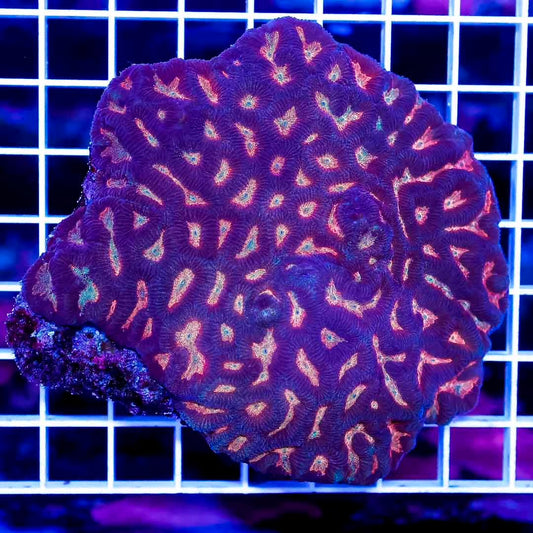 Aussie Ultra Platygyra Mother Colony AUPMC072801 WYSIWYG