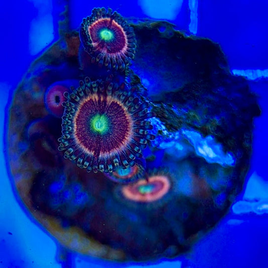 Zoas/Paly ZP060605 WYSIWYG
