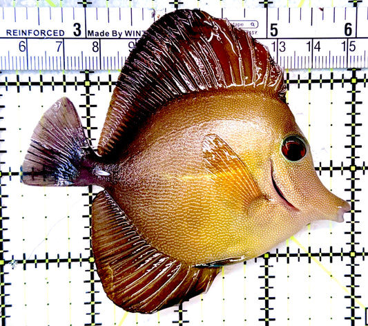 Scopas Tang ST041202 WYSIWYG Size: M 3.75"