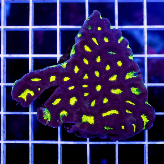 Aussie Ultra Platygyra Mother Colony AUPMC072803 WYSIWYG
