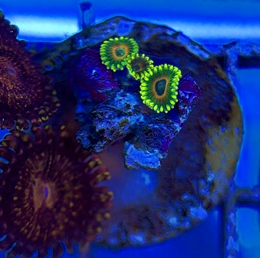 Zoas/Paly ZP060601 WYSIWYG