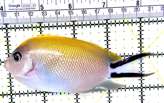 Swallowtail Angelfish Female (Reefsafe) SAF041202 WSYIWYG Size: XL 4.5"