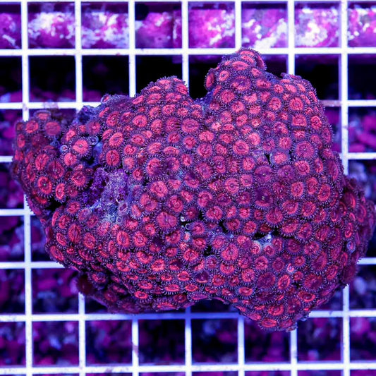 Indo Neon Palythoa Mother Colony INPMC072801 WYSIWYG