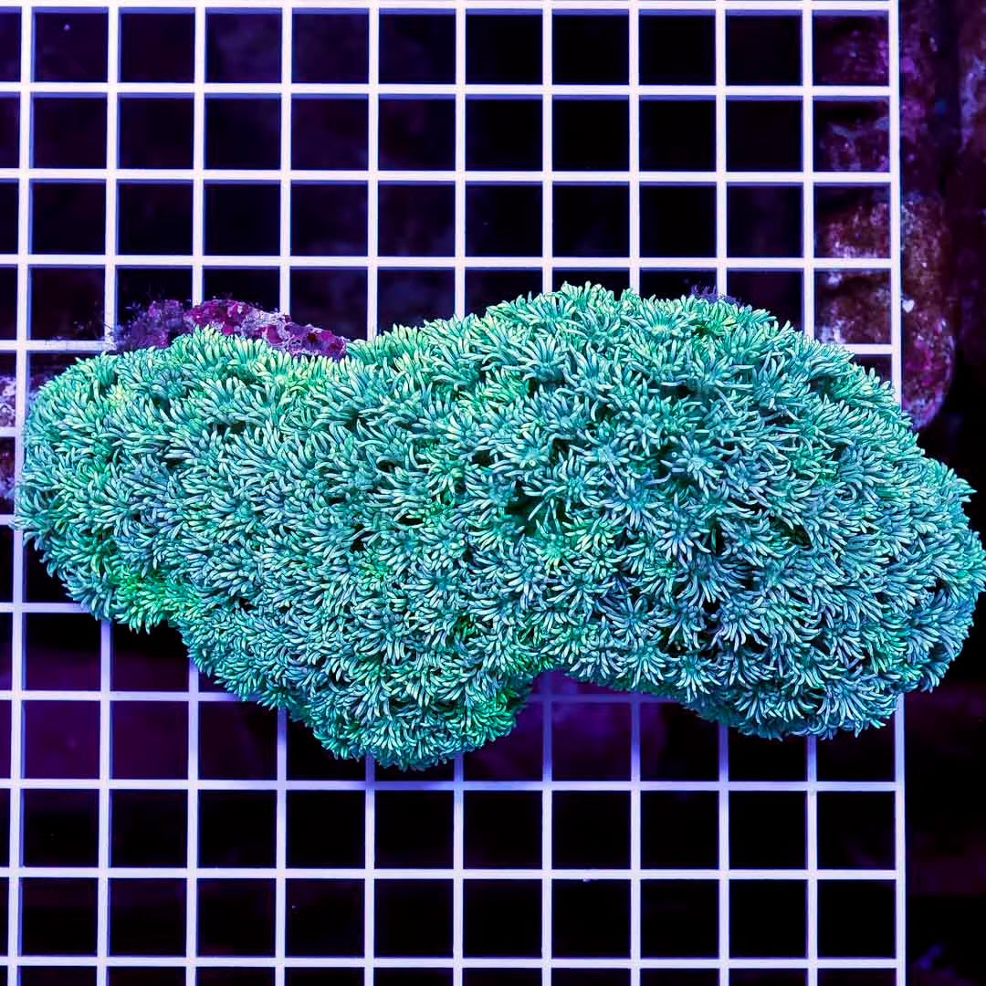 Aussie Neon Goniopora Mother Colony ANGMC072801 WYSIWYG