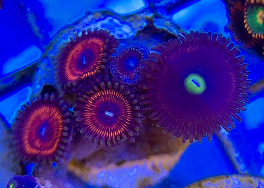 Zoas/Paly ZP060602 WYSIWYG