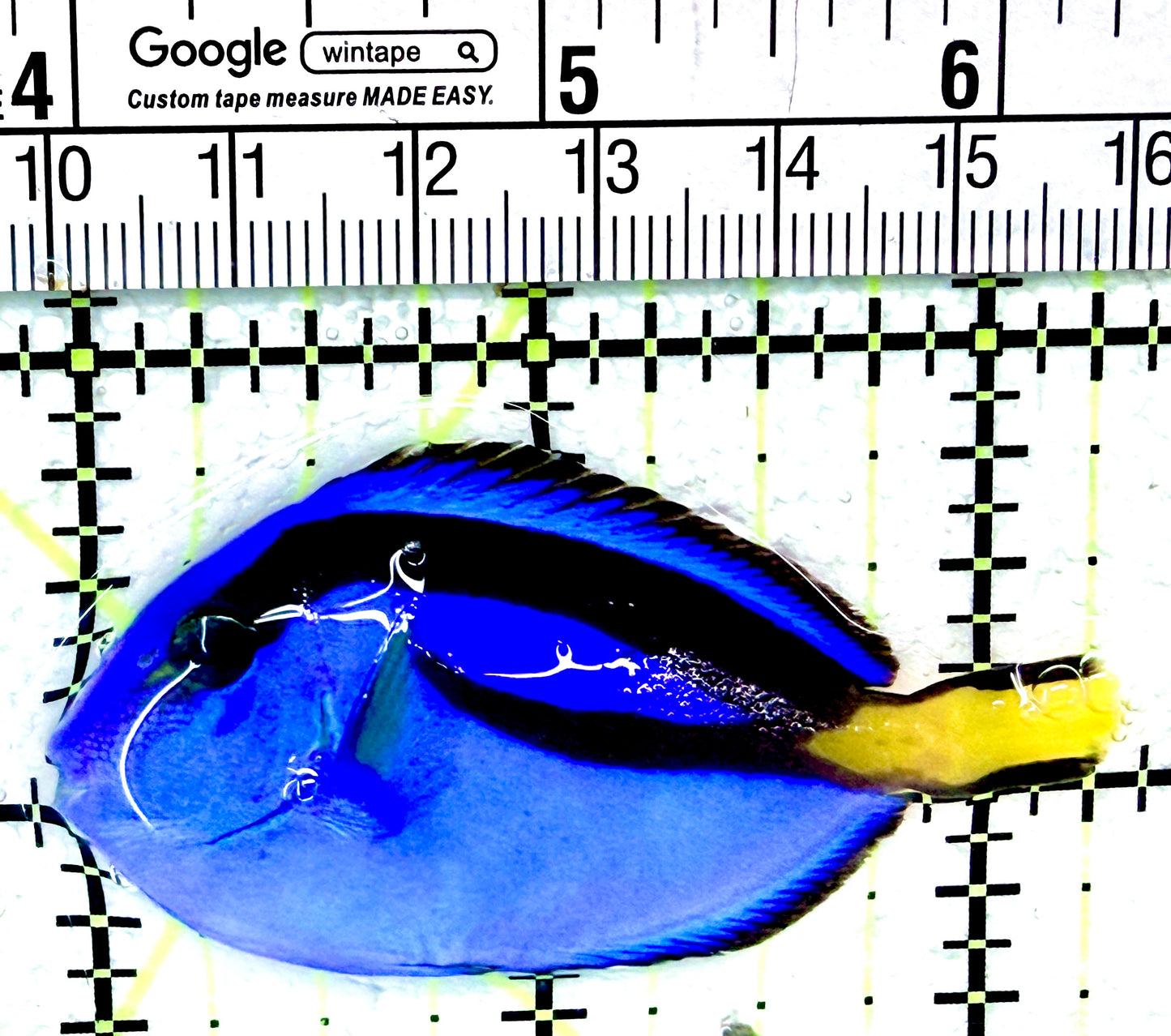 Blue Hippo Tang BHT041201 WYSIWYG Size: S  2.25"
