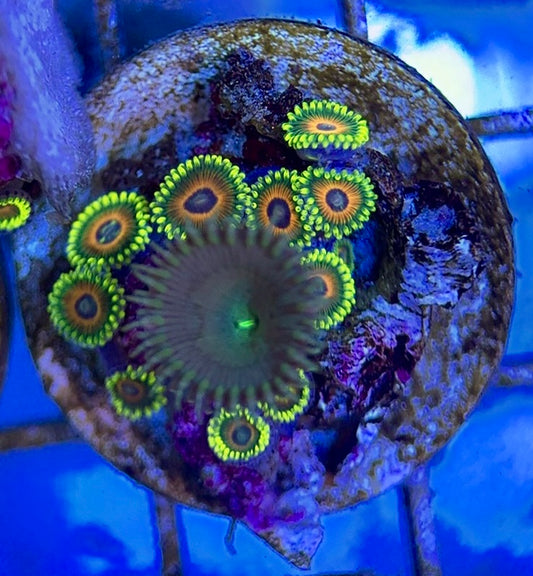 Zoas/Paly ZP060603 WYSIWYG