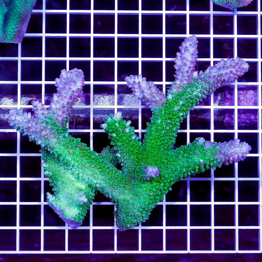 Aussie Ultra Hot Acropora Mother Colony AUHAMC072801 WYSIWYG