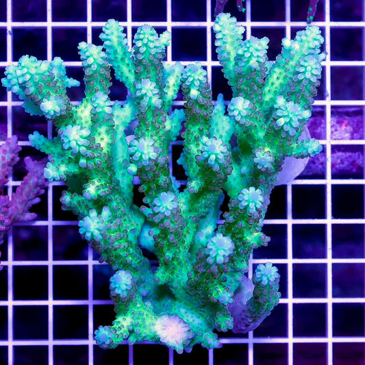 Aussie Ultra Hot Acropora Mother Colony AUHAMC072802 WYSIWYG