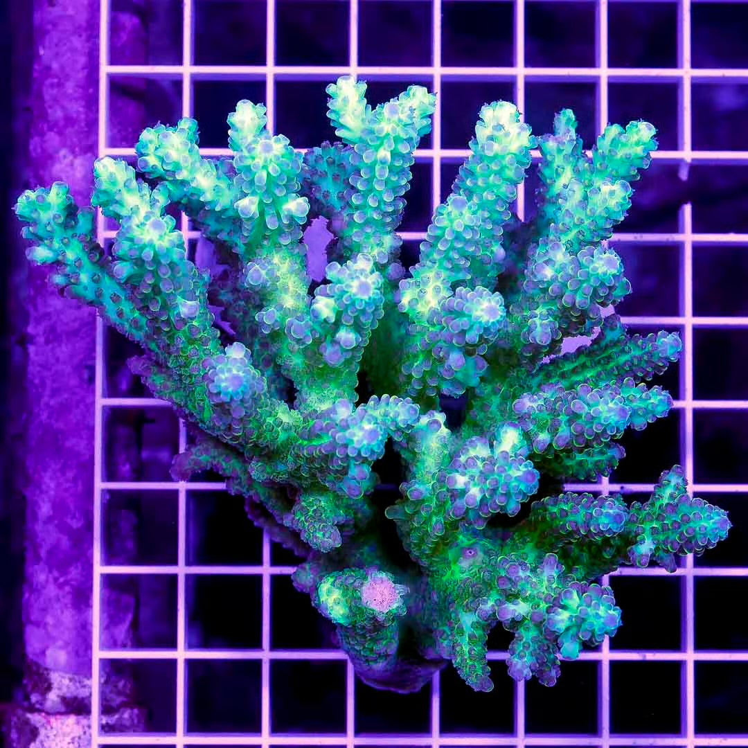 Aussie Ultra Hot Acropora Mother Colony AUHAMC072803 WYSIWYG