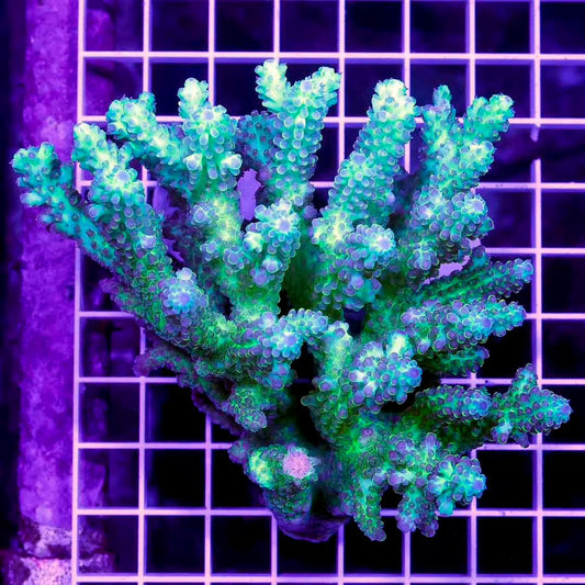Aussie Ultra Hot Acropora Mother Colony AUHAMC072803 WYSIWYG