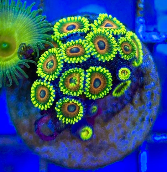 Zoas/Paly ZP060604 WYSIWYG