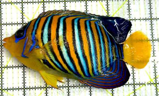 Regal Angelfish Yellow Belly Rare Maldives RAYBRM062302 WYSIWYG Size: XXXL/SHOW  7" approx