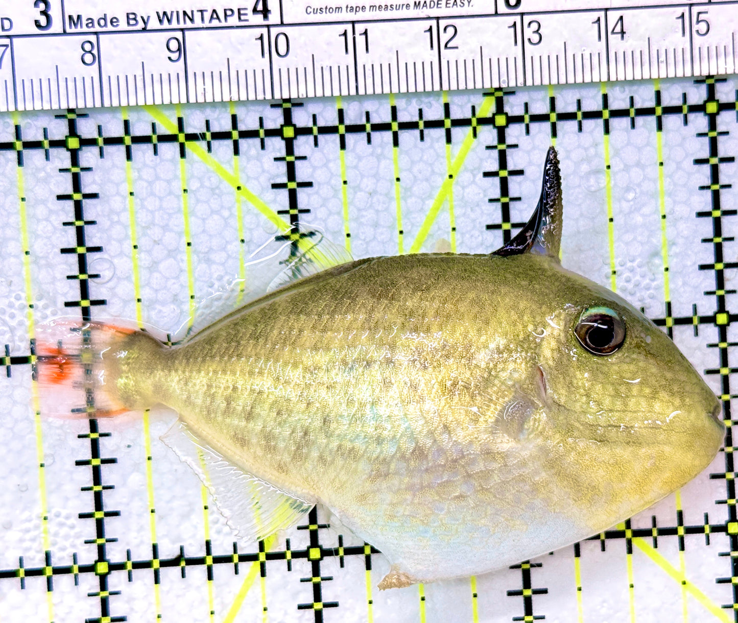 Goldenback Triggerfish Size: M (Juvenile 2" to 3.5") See Note - Violet Aquarium 