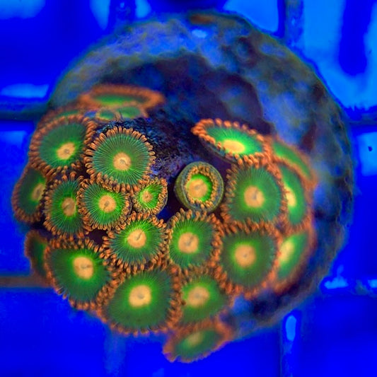 Zoas/Paly ZP060601 WYSIWYG