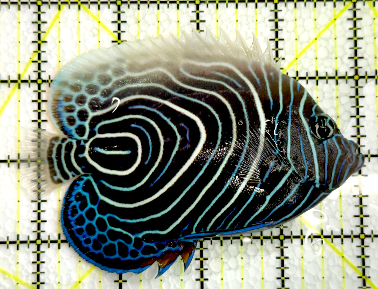 Emperor Angelfish Juvenile/(May be Transition) EAJ062501 WYSIWYG Size: XL 4.25" approx