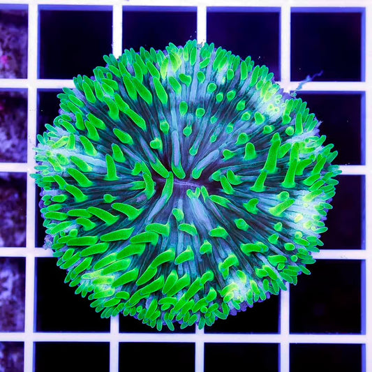 Aussie Neon Polyp Fungia Mother Colony ANPFMC072801 WYSIWYG