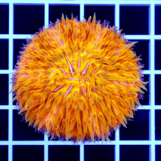 Aussie Neon Orange Fungia Mother Colony ANOFMC072801 WYSIWYG