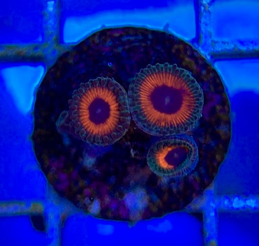 Zoas/Paly ZP060602 WYSIWYG