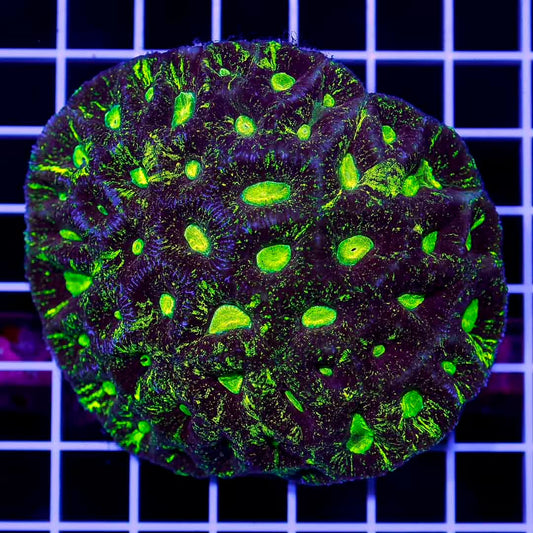 Aussie Toxic Goniastrea Mother Colony ATGMC072801 WYSIWYG