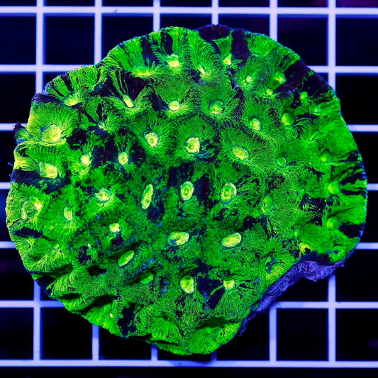 Aussie Toxic Goniastrea Mother Colony ATGMC072802 WYSIWYG