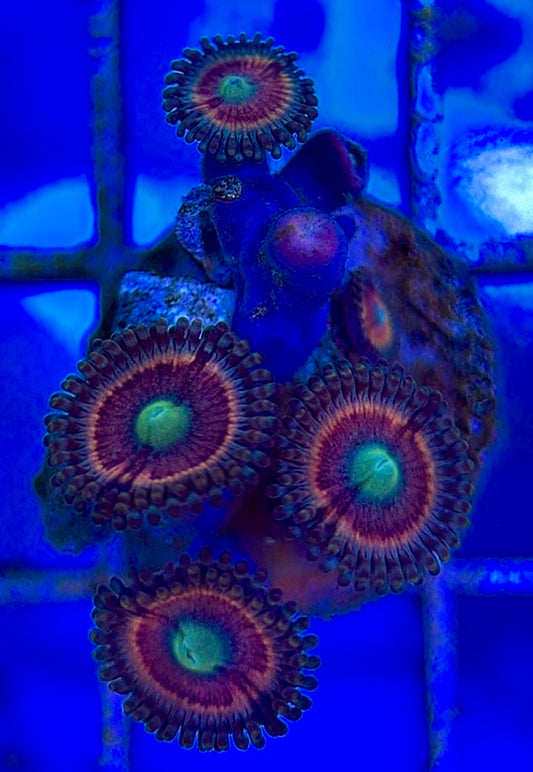 Zoas/Paly ZP060603 WYSIWYG
