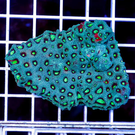 Aussie Neon Favites Mother Colony ANFMC072801 WYSIWYG