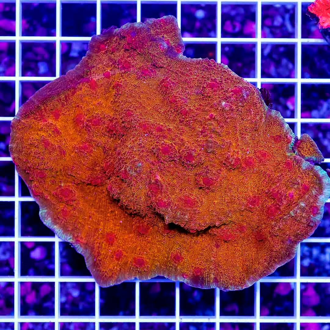Aussie Neon Echinophyllia Mother Colony ANFMC072801 WYSIWYG