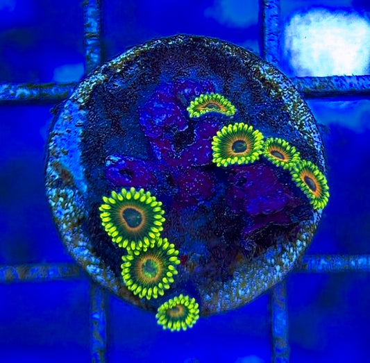 Zoas/Paly ZP060604 WYSIWYG