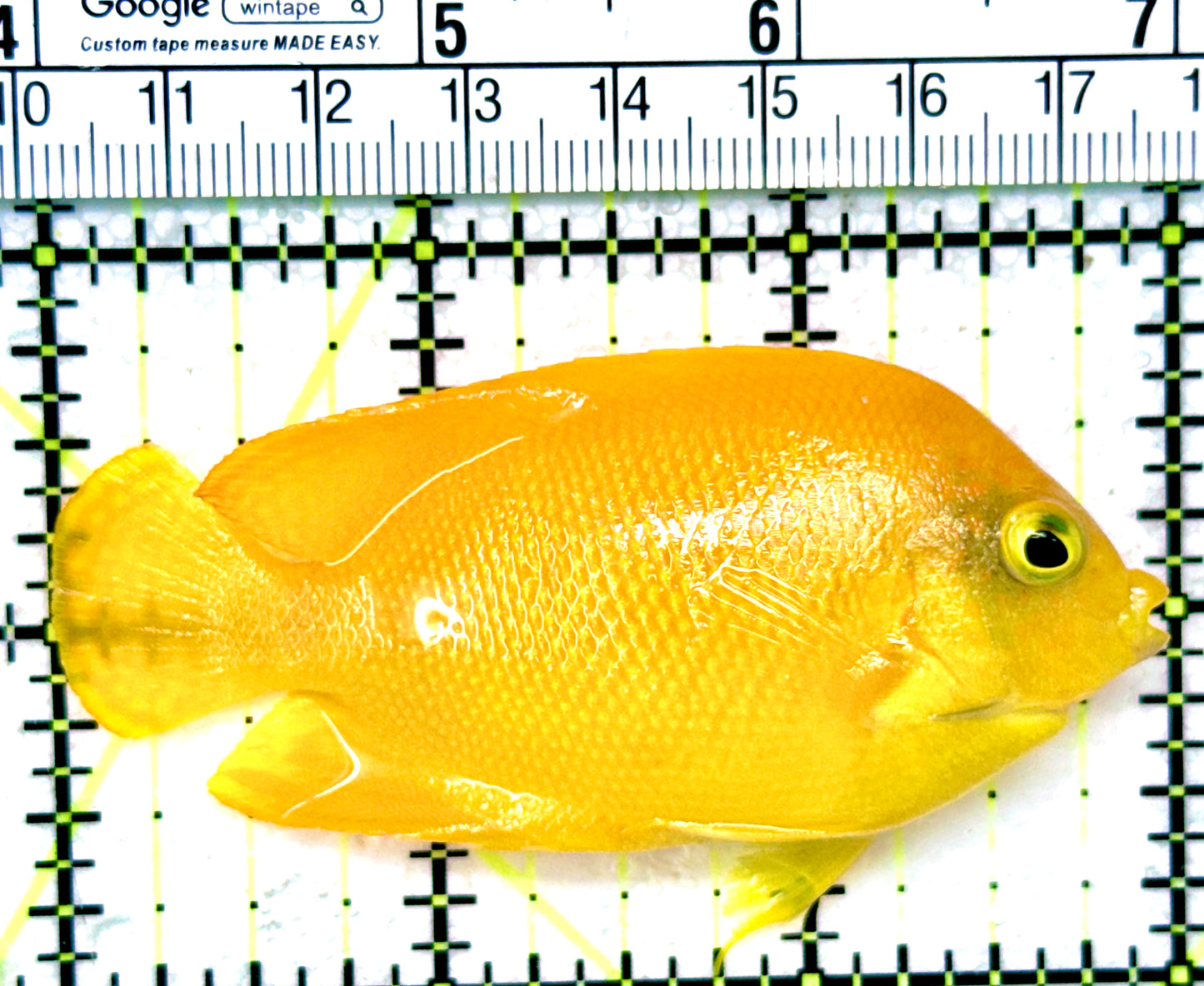 Yellow Herald's Angelfish YHA041201 WYSIWYG Size: M 3"