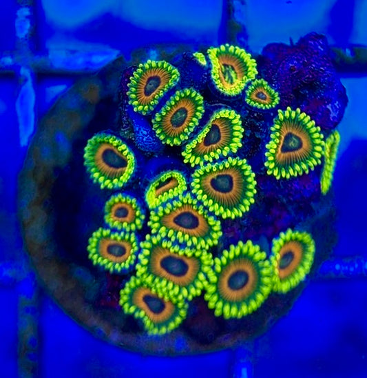 Zoas/Paly ZP060605 WYSIWYG