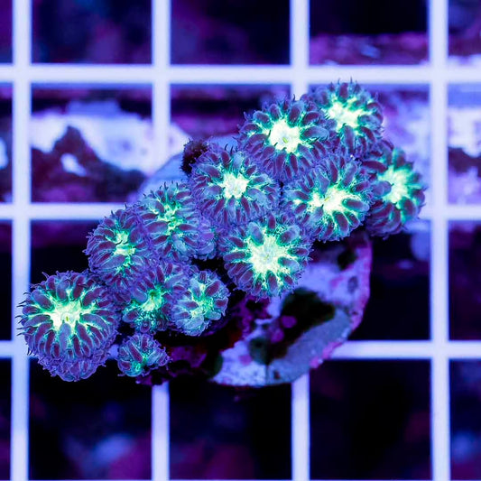Aussie Neon Blastomussa Frag ANBF072801 WYSIWYG
