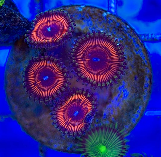 Zoas/Paly ZP060606 WYSIWYG
