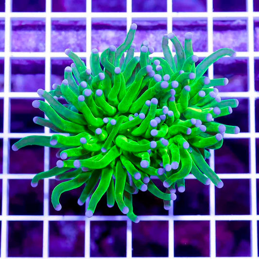 Indo Ultra Toxic Torch 1H Mother Colony IUTTMC072201 WYSIWYG